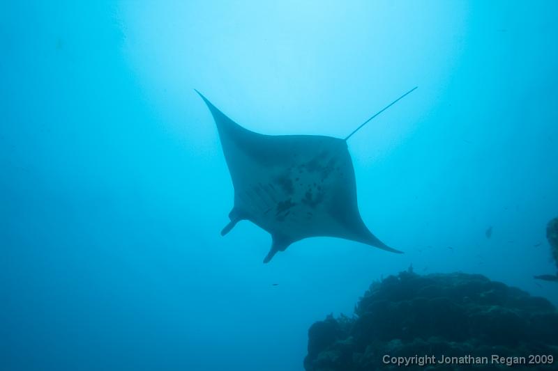 IMG_7619.jpg - Manta Ray