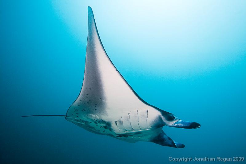 IMG_7926.jpg - Manta Ray