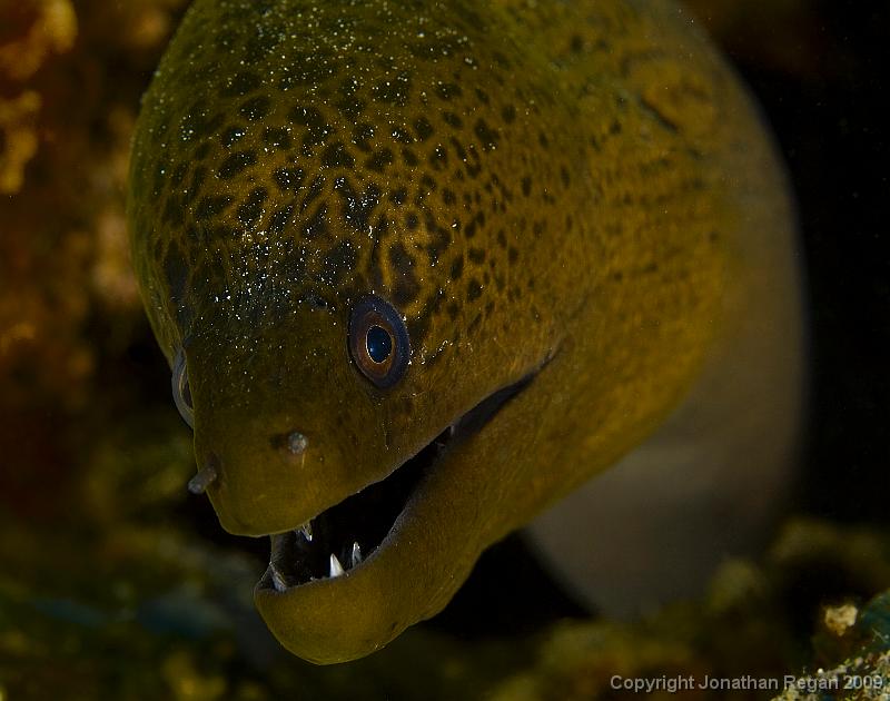IMG_8001.jpg - Moray eel