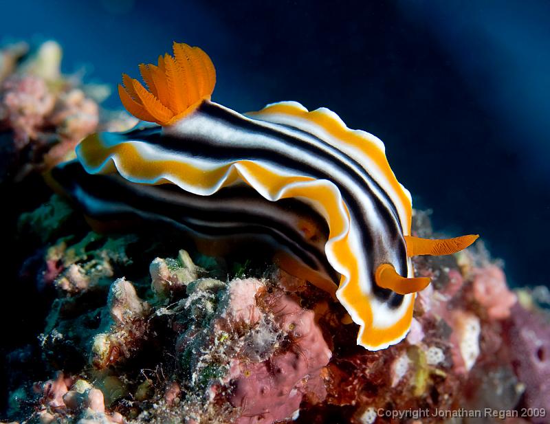 IMG_8028.jpg - Chromodoris magnifica