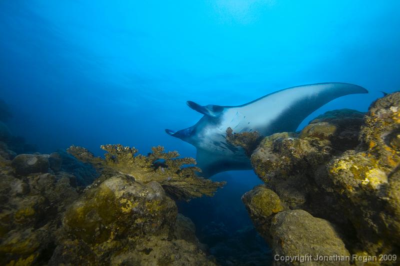 IMG_8236.jpg - Manta Ray coming from behind the rocks