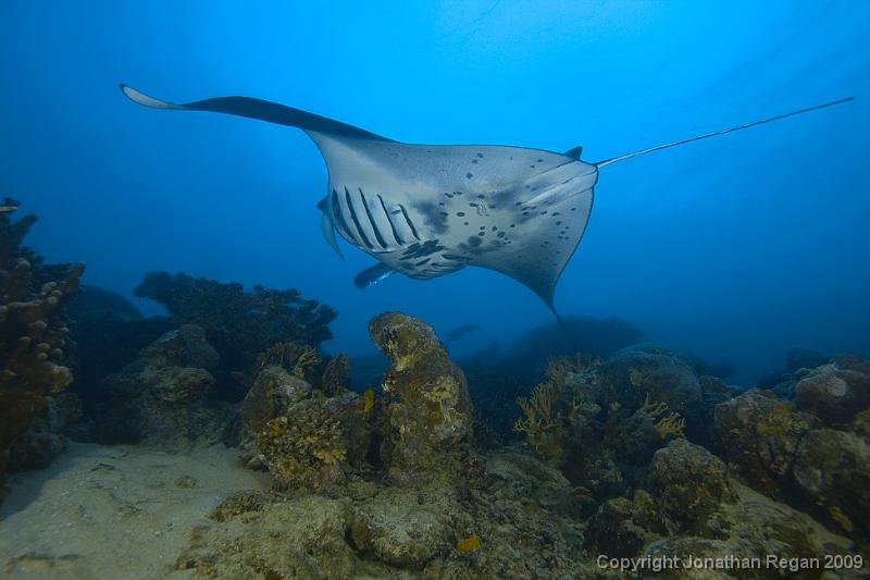 IMG_8240.jpg - Manta Ray with a turtle in the background