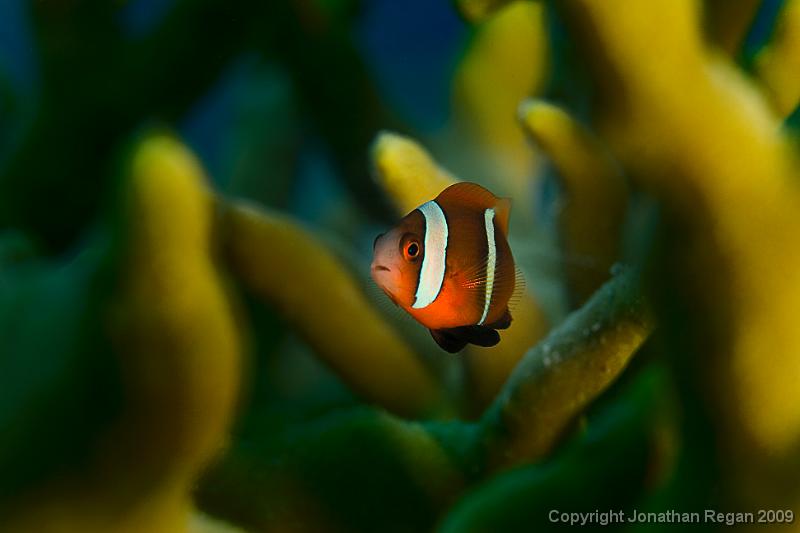 IMG_8499.jpg - Anenomefish