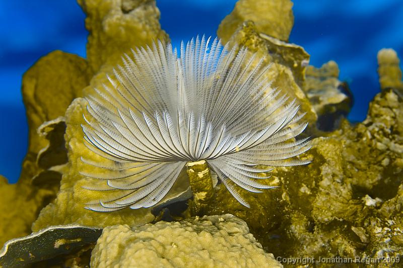 IMG_8635.jpg - Anenome