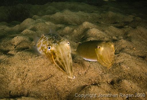 IMG_3895.jpg - Mourning cuttlefish, Chowder Bay, 11 January, 2009