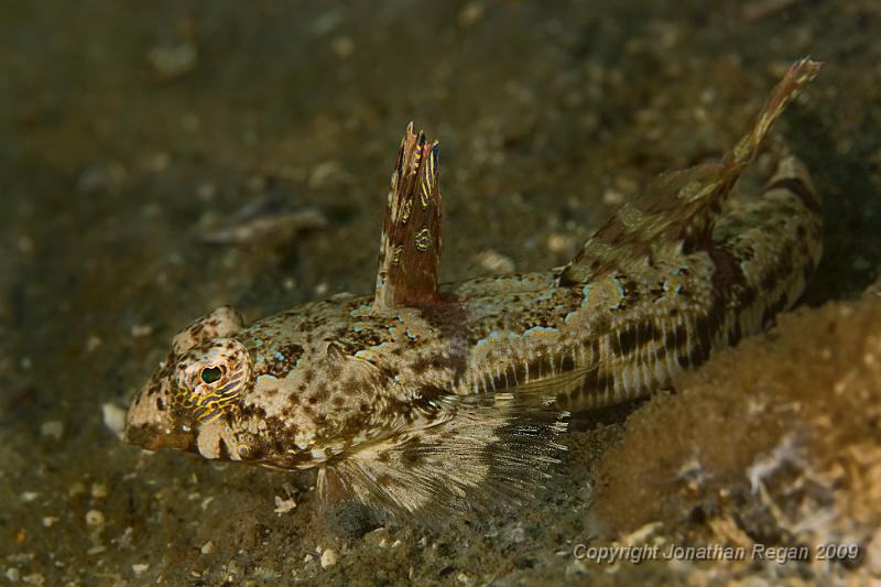 IMG_0871-Edit.jpg - Painted Stink Fish