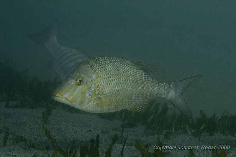 IMG_0965-Edit.jpg - Spangled Emperor