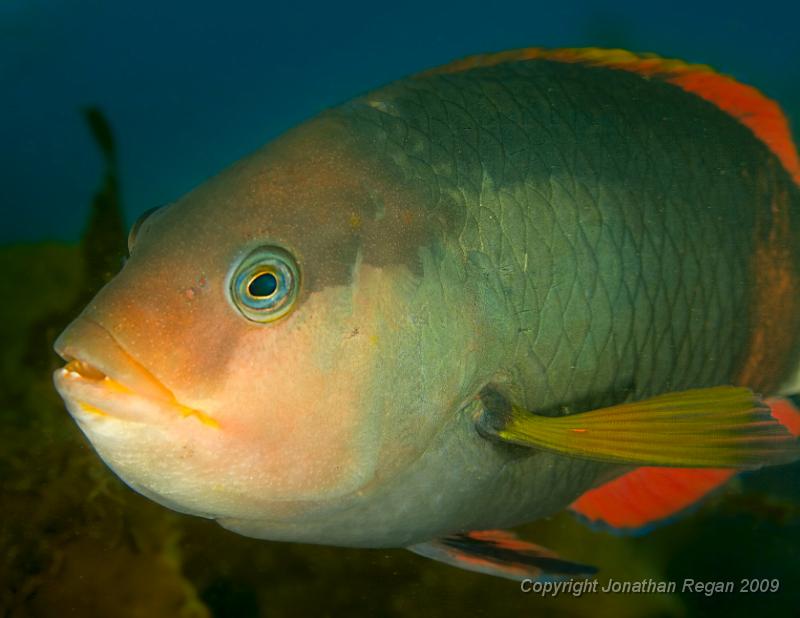 IMG_1054-Edit.jpg - Crimson Banded Wrasse
