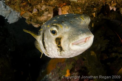 IMG_6258.jpg - Three bar porcupinefish, 1 March, 2009