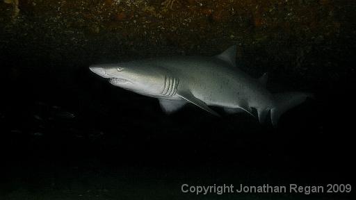 IMG_6915-Edit.jpg - Grey Nurse Shark, Magic Point, 21 March, 2009