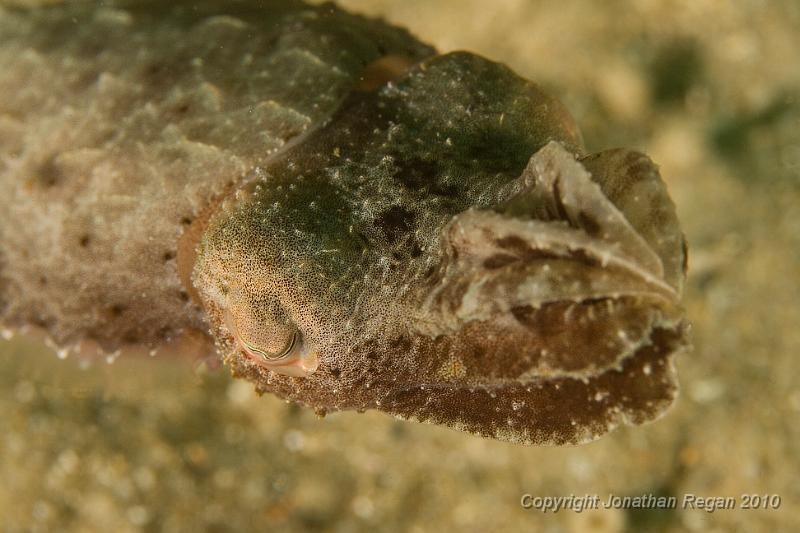 IMG_4557.jpg - Mourning Cuttlefish - Sepia plangon