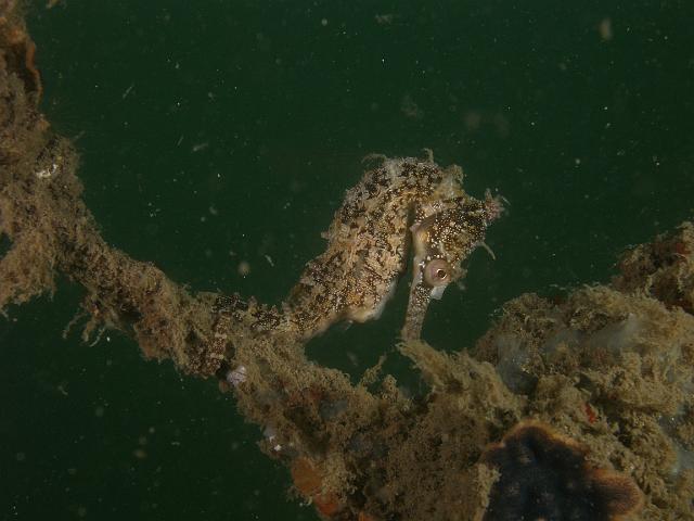 PB100749.JPG - White seahorse, 10 November, 2007