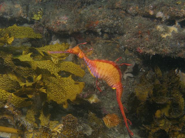 P1076917.JPG - Weedy Seadragon