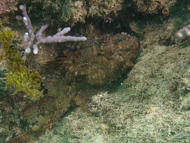 P1076941.JPG - Rockcod