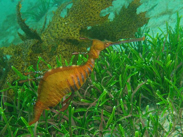 P1076949.JPG - Weedy Seadragon