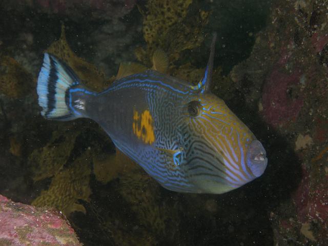 P1133101.JPG - Six spined leatherjacket (male). Look at the teeth on him too. 13 January, 2008