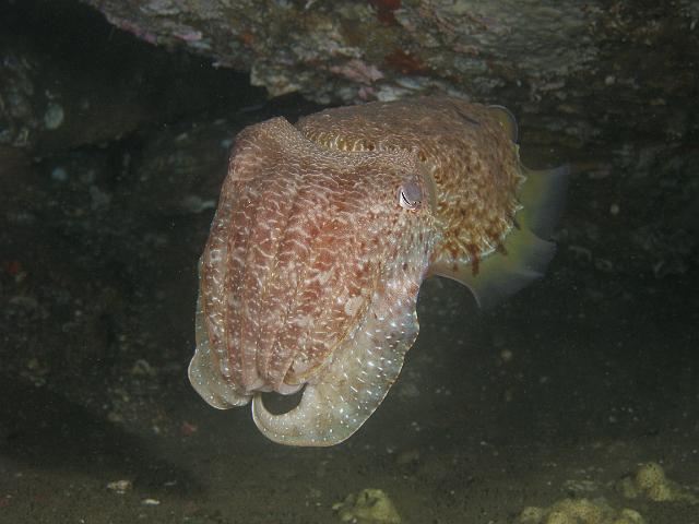 P1133105.JPG - Giant cuttlefish, 13 January, 2008