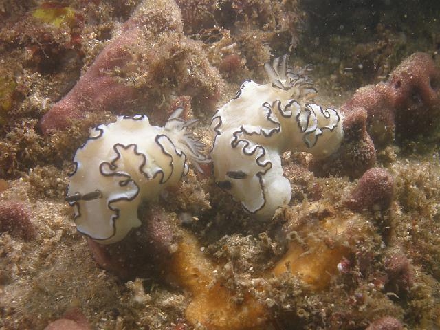 P1147118.JPG - Black Margined Glossodoris