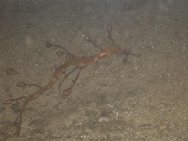 P1147125.JPG - Juvenile Weedy Seadragon