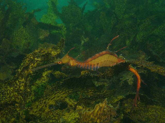 P2177412.JPG - Weedy Seadragon 17 February, 2007
