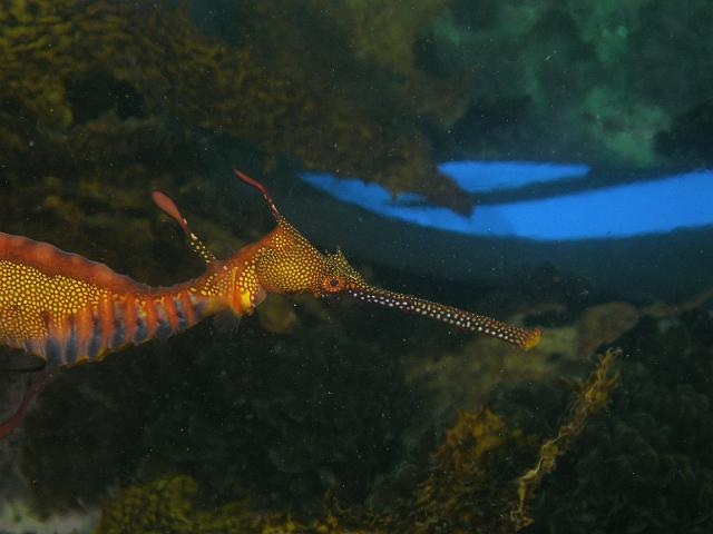 P2177416.JPG - Christine's fin in the background with the weedy seadragon.