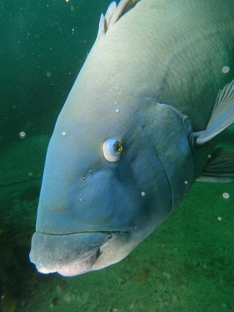 P2177489.JPG - Blue groper. 17 February, 2007.