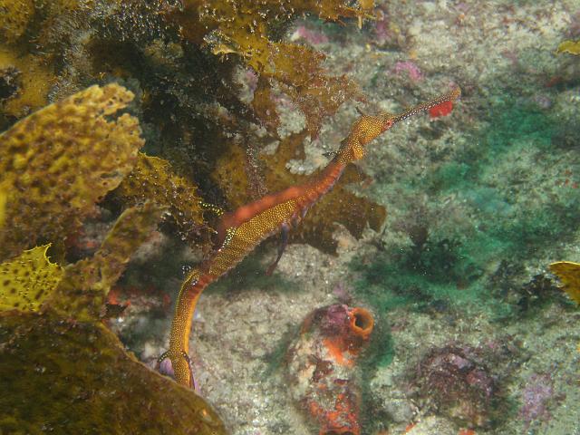 P2187555.JPG - Weedy seadragon, 18 February, 2007.