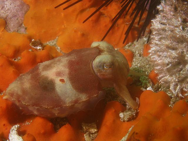 P2247642.JPG - Baby cuttlefish being fairly photogenic, but not being totally cooperative by not facing the camera. 24 February, 2007.
