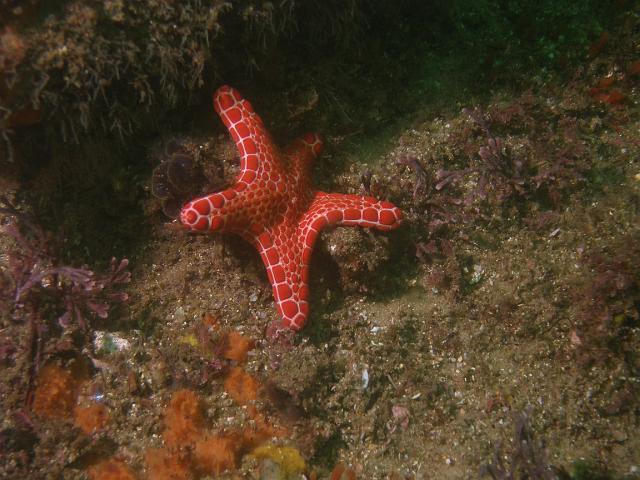 P2247643.JPG - Biscuit star. 24 February, 2007.