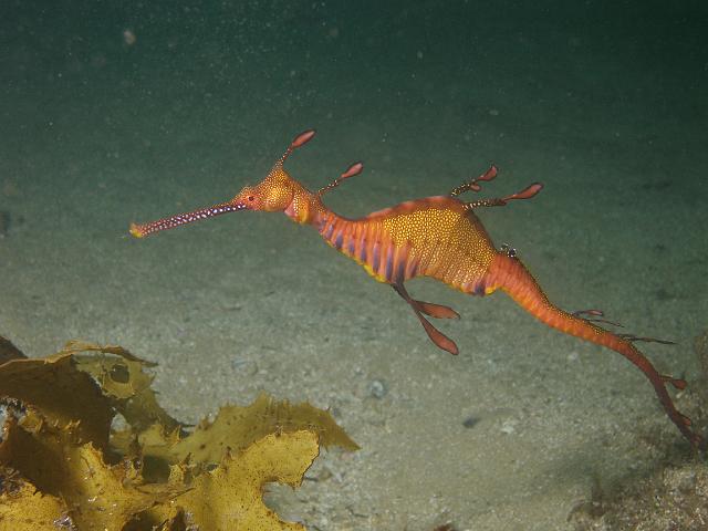 P2247669.JPG - Weedy seadragon. 24 February, 2007.