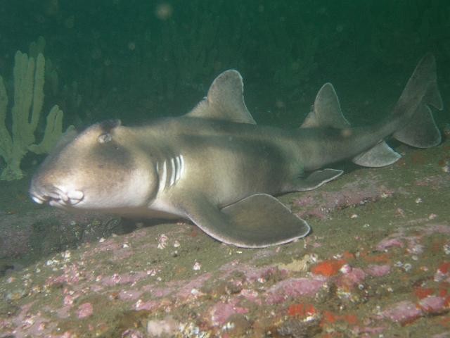 P2247678.JPG - Crested horn shark. 24 February, 2007.