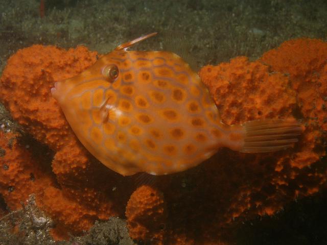 P2247685.JPG - Mosaic leatherjacket. Very well camoflaged on the orange sponge. 24 February, 2007.