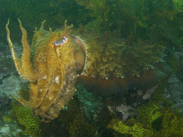P2247696.JPG - Giant cuttlefish. 24 February, 2007.