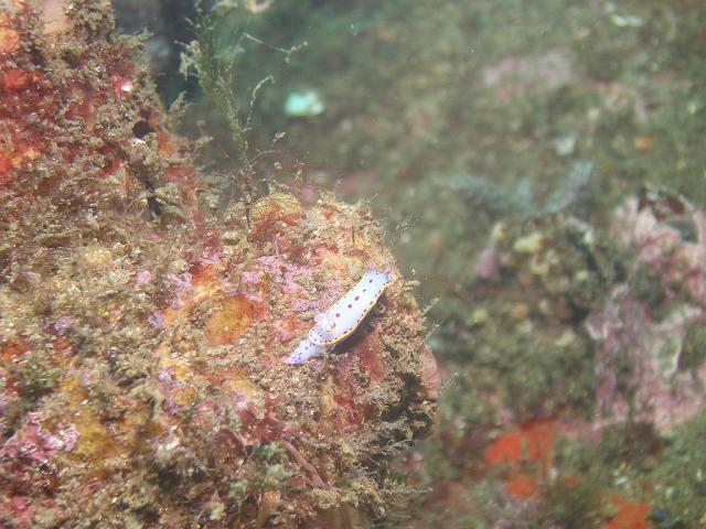 P2247703.JPG - Bennett's hypselodoris. 24 February, 2007.