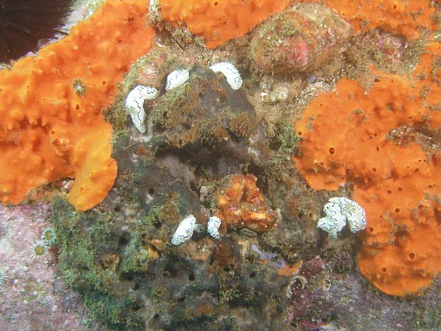 P2247710.JPG - A wall of black margined glossodoris. 24 February, 2007.