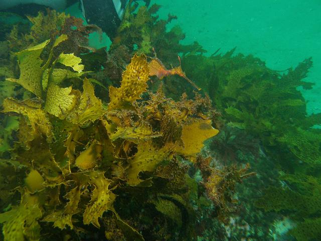 P2247719.JPG - Weedy seadragon, just after he got hit in the head by Wayne who didn't see him. 24 February, 2007.