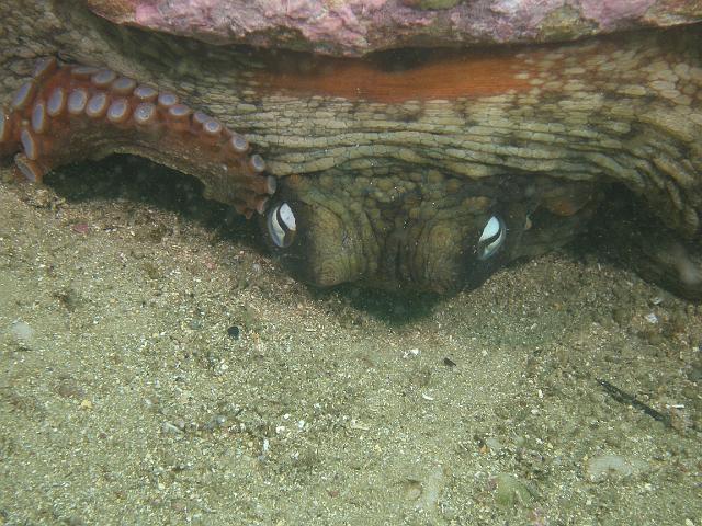P2247734.JPG - Octopus under a ledge. 24 February, 2007.