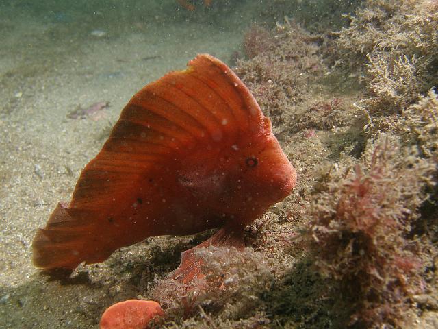 P9169544.JPG - Red indianfish, 16 September, 2007