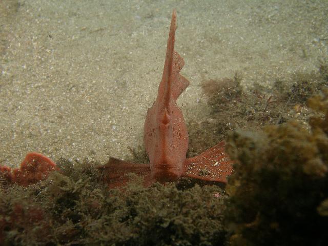 P9169552.JPG - Red indianfish, 16 September, 2007