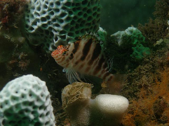 P9169560.JPG - Blotched hawkfish, 16 September, 2007
