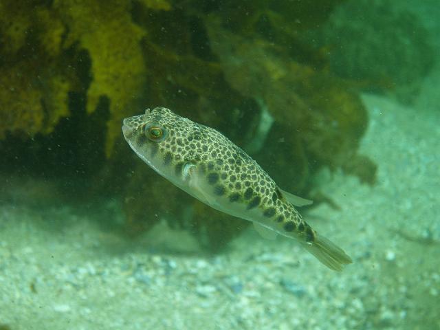 P9169571.JPG - The reason I knew the last photo was of a smooth toadfish is because he came out swimming and I could identify him, 16 September, 2007