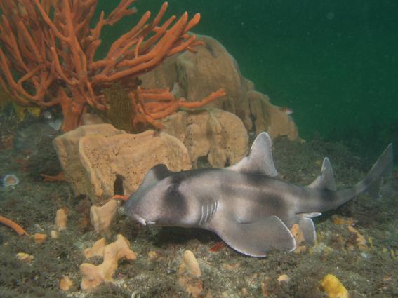 P9301025.jpg - Crested Horn Shark