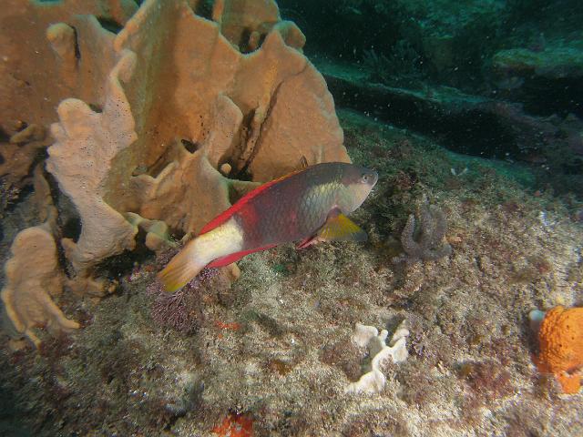 PB040464.JPG - Crimson banded wrasse, 4 November, 2007