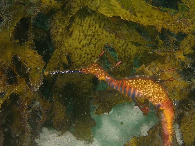 PB040468.JPG - Weedy seadragon, 4 November, 2007