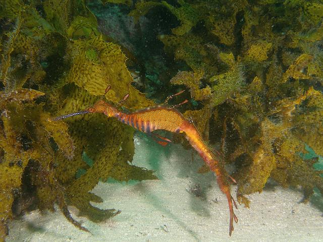 PB040471.JPG - Weedy seadragon, 4 November, 2007