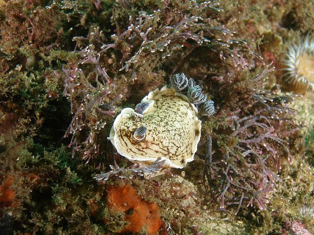 PB040474.JPG - Variable aphelodoris, 4 November, 2007
