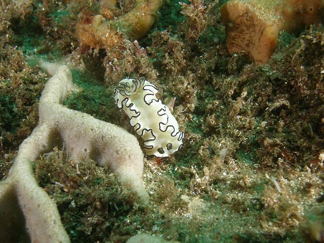 PB040491.JPG - Black margined glossodoris, 4 November, 2007