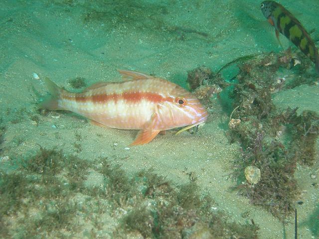 PB040518.JPG - Blue lined goatfish, 4 November, 2007
