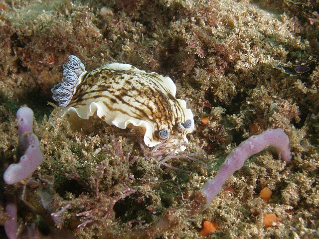 PB040529.JPG - Variable aphelodoris, 4 November, 2007