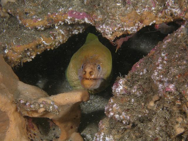 PB110863.JPG - Green moray eel with painted shrimp around him, 11 November, 2007